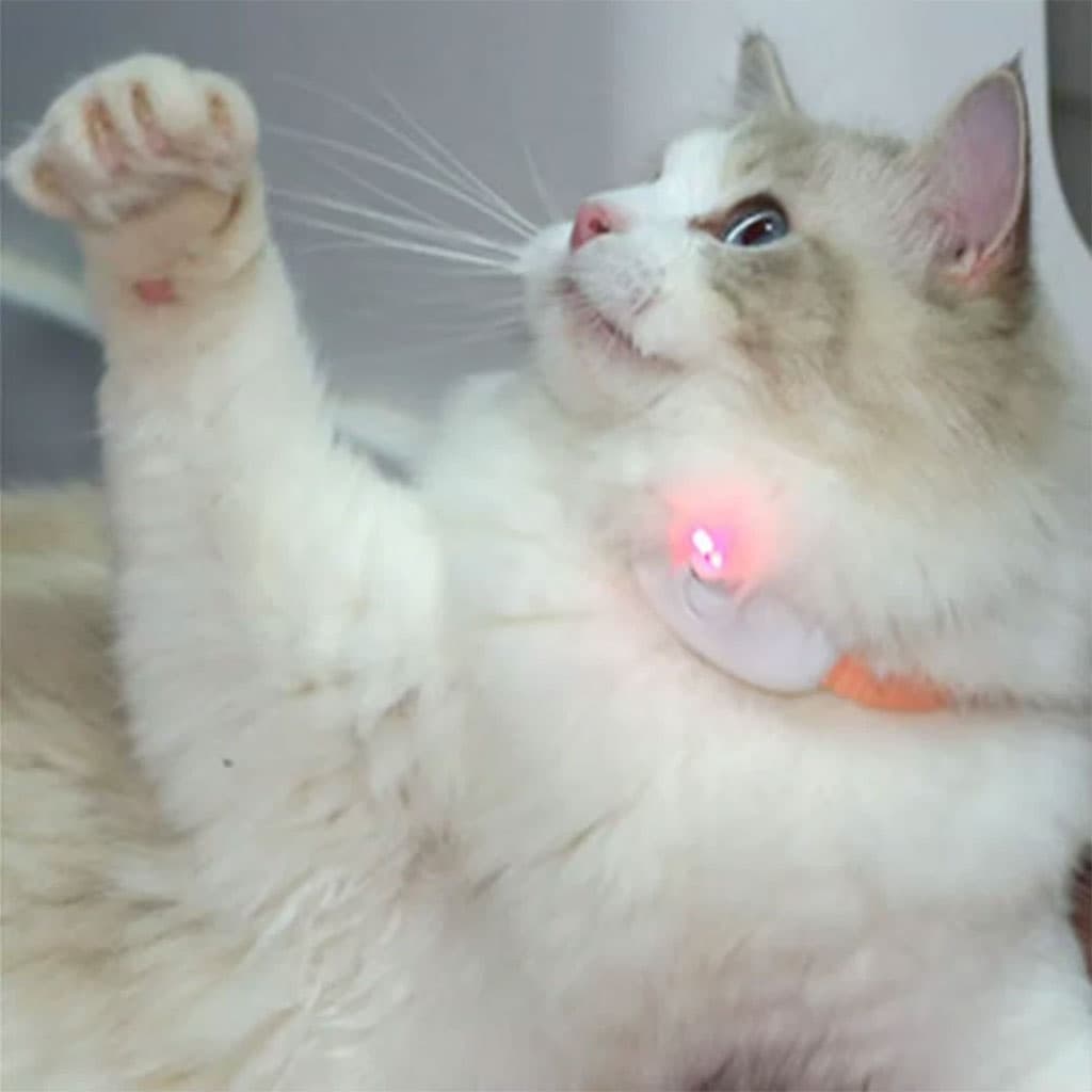 Collier Laser LED un Jouet Interactif pour Chat – سوار ليزر للقطط - Divers - صورة 4